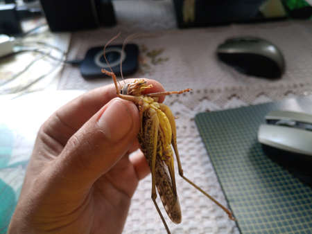 Gray grasshopper in man's hand. Grasshopper caught decticus verrucivorus