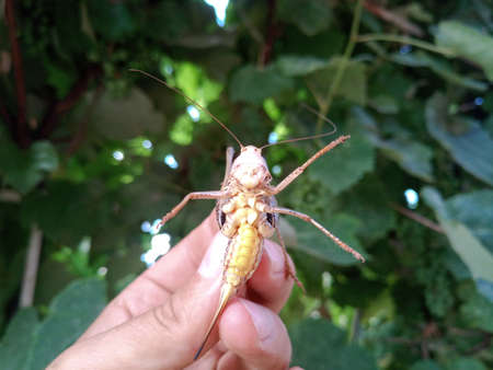 Gray grasshopper in man's hand. Grasshopper caught decticus verrucivorus