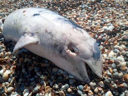 Dead dolphin by the sea. Dead bottlenose dolphin.の写真素材