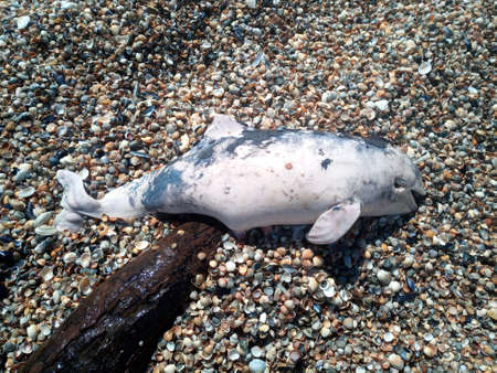 Dead dolphin by the sea. Dead bottlenose dolphin.の写真素材