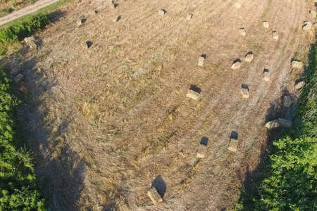 Rectangular bales of hay on the field. Hay harvest