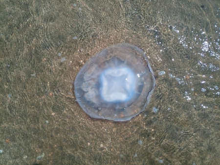 Dead jellyfish in the shallow waters of the seashore. Jellyfish Rhizostomeaeの写真素材