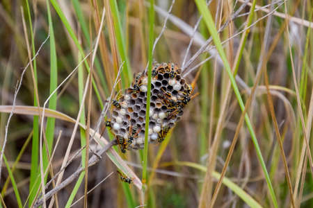 Nest of wasps polist in the grass. Small view of wasp polistの写真素材
