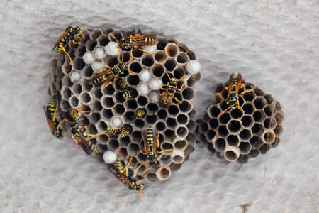 Hornet's nest under the roof of the barn. Polist Wasps Nest