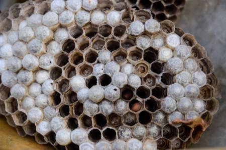 Hornet's nest under the roof of the barn. Polist Wasps Nestの写真素材