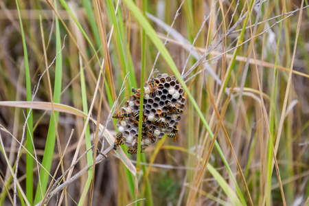 Nest of wasps polist in the grass. Small view of wasp polistの写真素材
