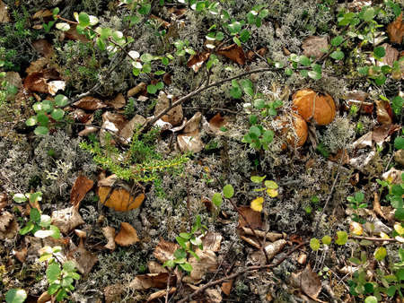 Edible mushrooms in the forest litter. Mushrooms in the forest-tundra near the town of Salekhard