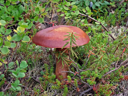 Edible mushrooms in the forest litter. Mushrooms in the forest-tundra near the town of Salekhard