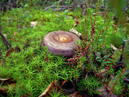 Edible mushrooms in the forest litter. Mushrooms in the forest-tundra near the town of Salekhardの写真素材