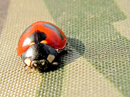 five-point ladybug. Useful insect. Fighter of aphidsの写真素材