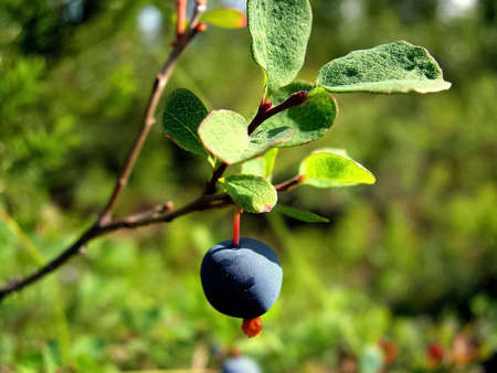 Blue berries of blueberries on the bushes. Berries in the tundraの写真素材