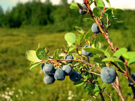 Blue berries of blueberries on the bushes. Berries in the tundraの写真素材