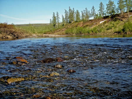 River landscape. Northern deer in summer forest. The sky, green trees and a river with brown water