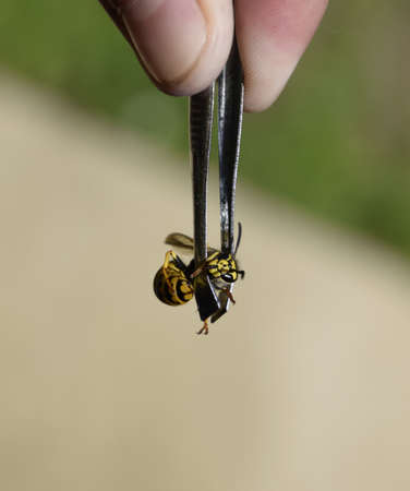 Common wasp on tweezers. Caught a waspの写真素材