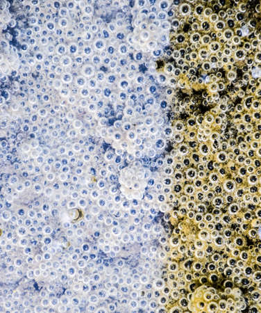 Bubbles of air in mud and silt under water. Background of bubbles, surface textureの写真素材