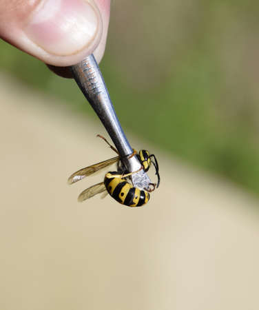 Common wasp on tweezers. Caught a waspの写真素材