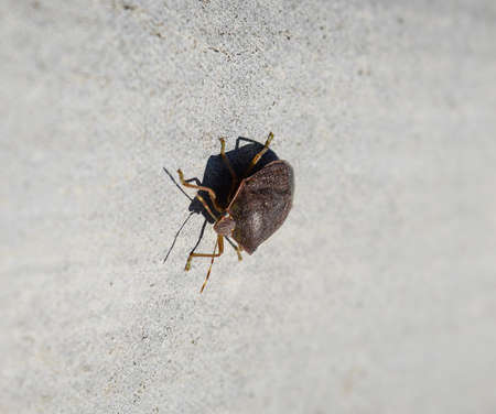 Stink bug on a gray slate. Brown bug