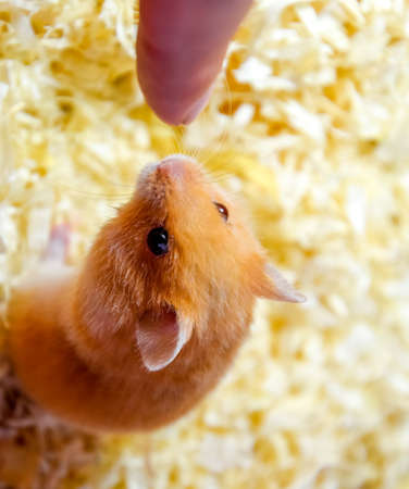 Hamster sniffing human finger. Hamster home in keeping in captivity. Hamster in sawdust. Red hamster.の写真素材