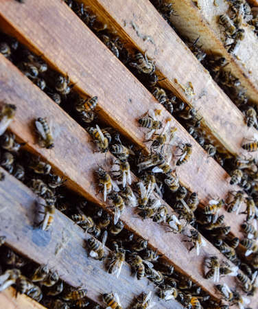 Open bee hive. Plank with honeycomb in the hive. The bees crawl along the hive. Honey bee