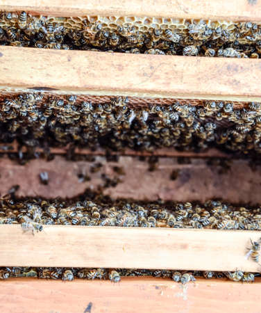 Open bee hive. Plank with honeycomb in the hive. The bees crawl along the hive. Honey bee