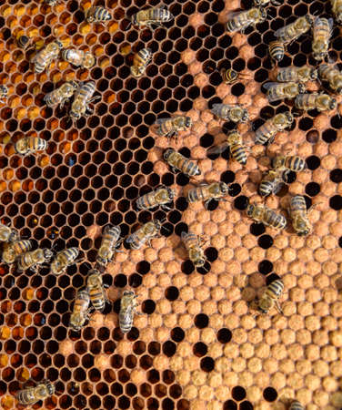 Honey bees on the home apiary. The technology breeding of honey bees.の写真素材