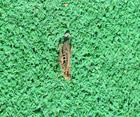 grasshopper on artificial grass. Orthoptera insects from the order of locusts.の写真素材