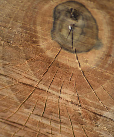 Texture of a saw cut of a log. The sawn tree and its year rings.の写真素材