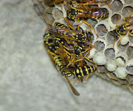 Wasp nest with wasps sitting on it. Wasps polist. The nest of a family of wasps which is taken a...