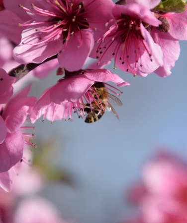 Pollination of flowers by bees peach. White pear flowers is a source of nectar for bees. Pollination of fruit trees.の写真素材
