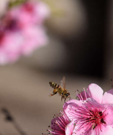 Pollination of flowers by bees peach. White pear flowers is a source of nectar for bees. Pollination...