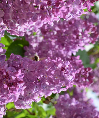 Shaggy fly on lilac colors. insect pollinator.の写真素材