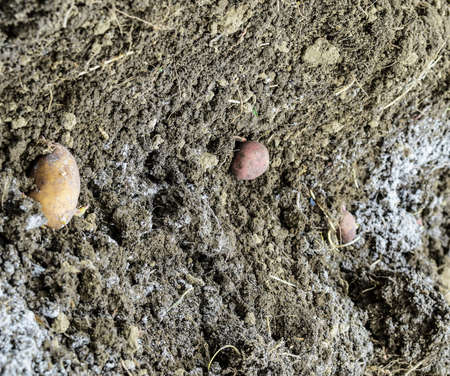 Planting potatoes in the garden. Potatoes in the furrow.の写真素材