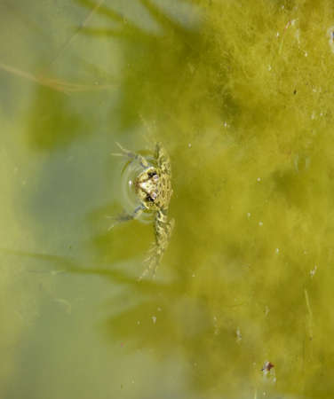 Frog in the water. An overgrown pond with a frogの写真素材