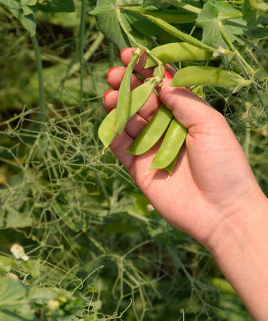 Green peas. Pods of peas. Pea fieldの写真素材