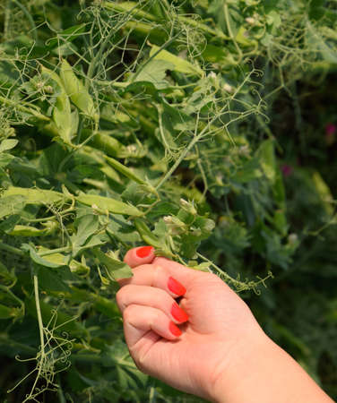 Green peas. Pods of peas. Pea field