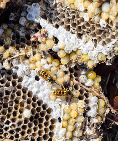Vespula vulgaris. Destroyed hornet's nest. Drawn on the surface of a honeycomb hornet's nest. Larvae and pupae of wasps.の写真素材