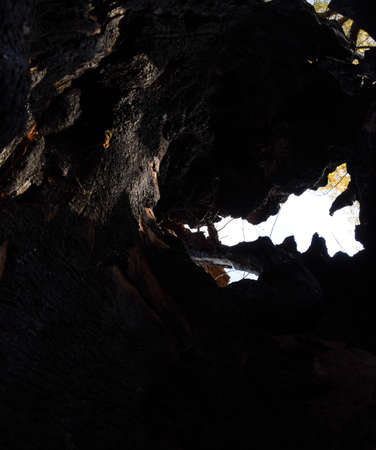 Inside a burnt tree trunk. Hollow in the trunk of a willow. fire in the forest.の写真素材