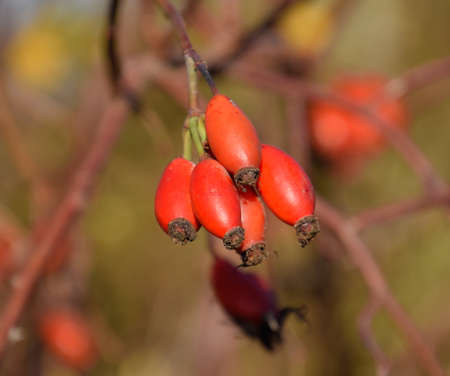 Hips bush with ripe berries. Berries of a dogrose on a bush. Fruits of wild roses. Thorny dogrose....
