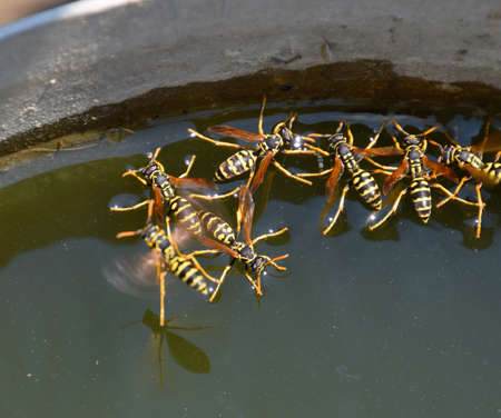 Wasps drink water from the pan, swim on the surface of the water, do not sink.の写真素材
