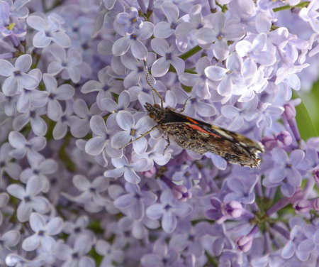 Lilac flowers on the branches of a butterfly admiral. Insect pollinators.の写真素材