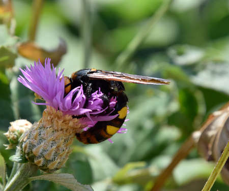Megascolia maculata. The mammoth wasp. Scola giant wasp on a flower.
