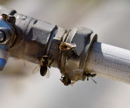 Polistes wasps and bees drink water. Watering in the summer heat.の写真素材