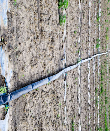 Watering system on the field of watermelons and melons. Shoots of melons and watermelons. Sown melon...