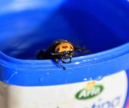 Megascolia maculata. The mammoth wasp. Wasp Scola giant circle in the water.