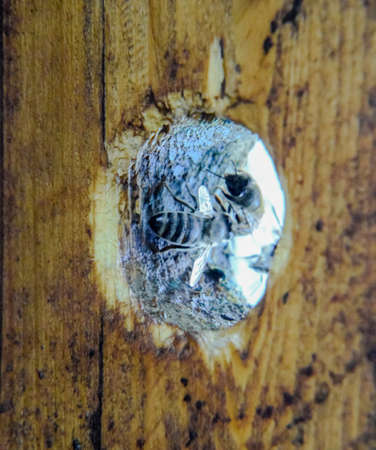 A beehive, a view from the inside. The bee-hut. Honey bee. Entrance to the hive. Honey bees on the home apiary. The technology breeding of honey bees.の写真素材