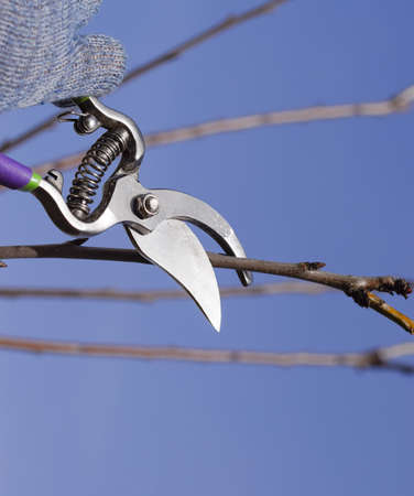 Trimming the tree with a cutter. Spring pruning of fruit trees.