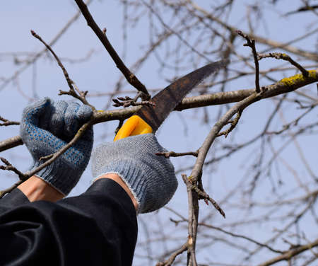 Cutting a tree branch with a hand garden saw. Pruning fruit trees in the garden.の写真素材