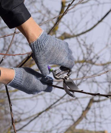 Trimming the tree with a cutter. Spring pruning of fruit trees.の写真素材