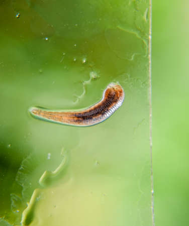 Leech on the glass. Bloodsucking animal. subclass of ringworms from the belt-type class. Hirudotherapy.の写真素材