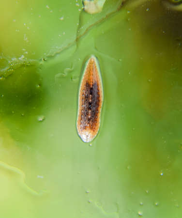 Leech on the glass. Bloodsucking animal. subclass of ringworms from the belt-type class. Hirudotherapy.の写真素材